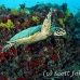turtle_sea_hawksbill_mut_baa_h_0388_mal2086.jpg